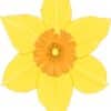 Daffodil Vinyl Sticker