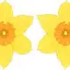 Yellow Daffodil Vinyl Stickers