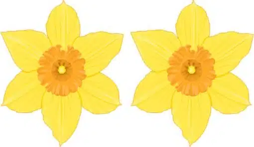 Yellow Daffodil Vinyl Stickers