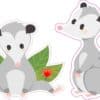 Opossum Stickers
