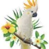 Cockatoo Sticker