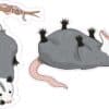 Opossum Stickers