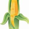 Corn on the Cob Sticker