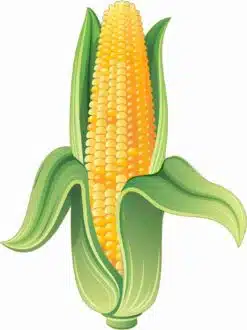 Corn on the Cob Sticker