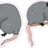 Opossum Stickers
