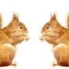 Mirrored Squirrel Stickers