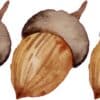 Acorn Stickers