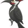 Woodpecker Sticker