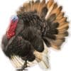 Turkey Sticker