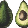 Avocado Stickers
