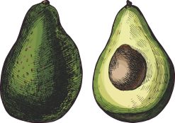 Avocado Stickers