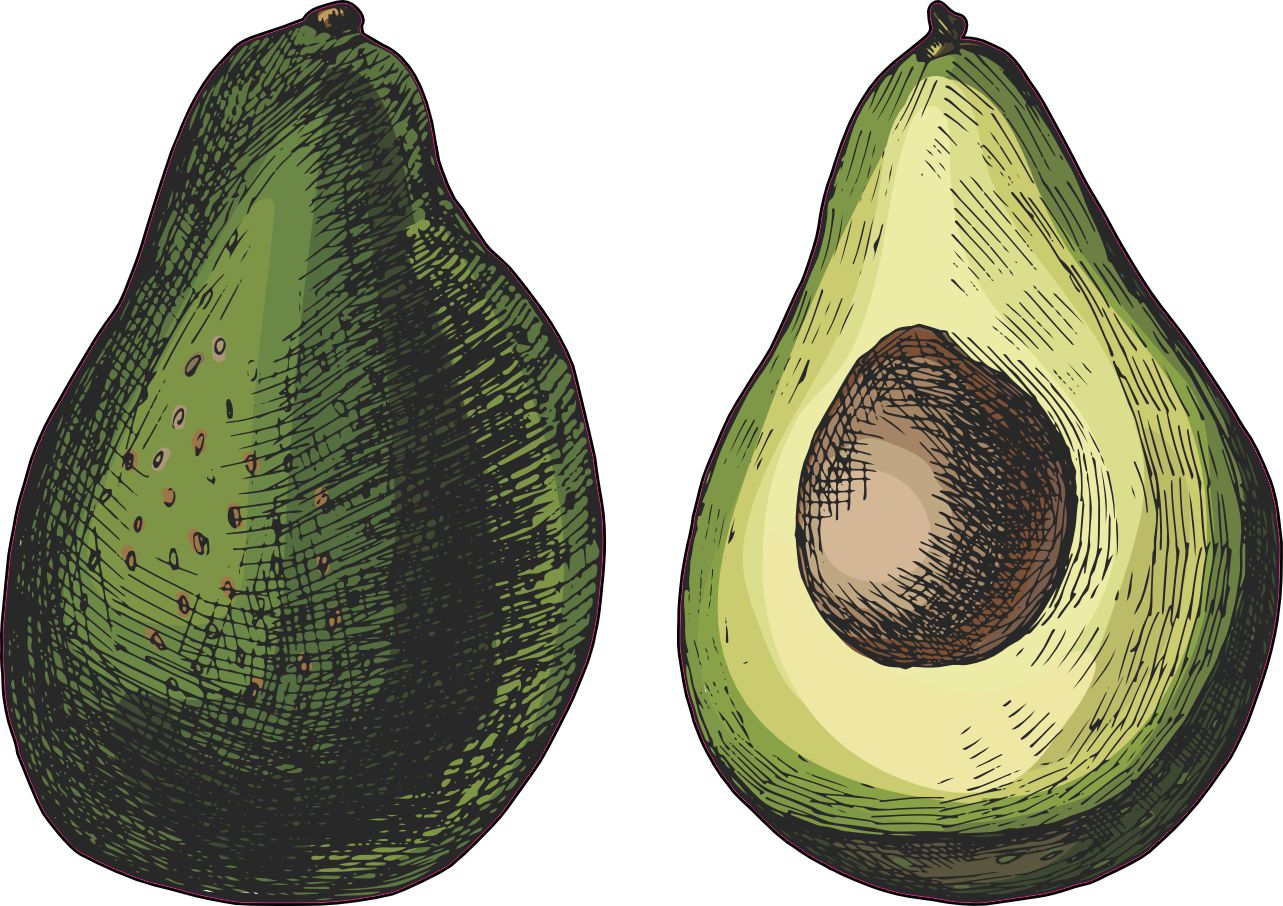 Avocado Stickers