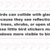 Bird Window Stickers