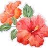 watercolor hibiscus flowers, coral-pink blooms, green foliage - vinyl removable sticker