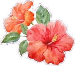 watercolor hibiscus flowers, coral-pink blooms, green foliage - vinyl removable sticker