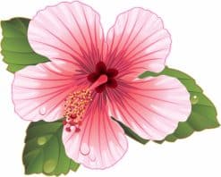 hibiscus flower, tropical leaves, water droplets - vinyl removable sticker