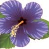 hibiscus flower, tropical leaves, gradient shading - vinyl removable sticker