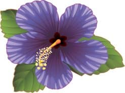 hibiscus flower, tropical leaves, gradient shading - vinyl removable sticker