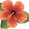 tropical hibiscus flower, radiating petal patterns, botanical details - vinyl removable sticker
