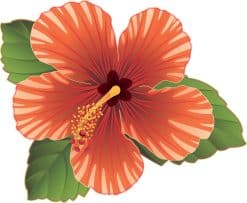 tropical hibiscus flower, radiating petal patterns, botanical details - vinyl removable sticker
