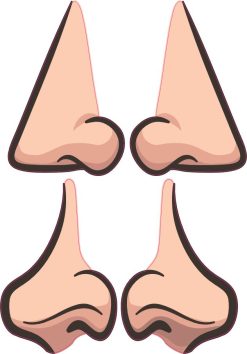 realistic nose shapes, flesh tone coloring, detailed shading - vinyl removable sticker