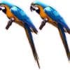 StickerTalk Macaw Vinyl Sticker Sheet, 3.2 inches by 5 inches