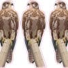 StickerTalk Greater Kestrel Vinyl Sticker Sheet, 1.2 inches by 3 inches