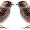 StickerTalk Mirrored Sparrow Vinyl Sticker Sheet, 3 inches by 2.5 inches