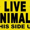 StickerTalk Live Animals This Side Up with Arrows Vinyl Sticker, 5 inches by 3 inches