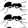 StickerTalk Ant Silhouette Sticker, 3 inches by 1.5 inches
